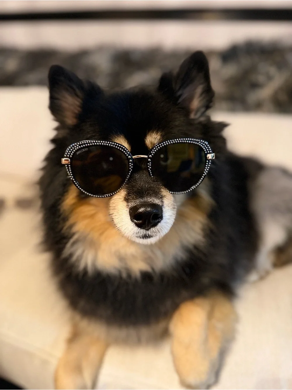 Jimmy Choo Black and Gold Crystal-Trim Round Sunglasses